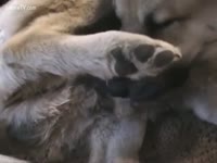milf golden-haired fucked by dog